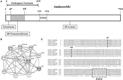 Pediatric Malignant Arrhythmias Caused by Rare Homozygous Genetic Variants in TRDN: A Comprehensive Interpretation